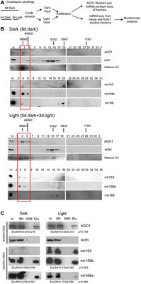 In Arabidopsis thaliana, RNA-Induced Silencing Complex-Loading of MicroRNAs Plays a Minor Regulatory Role During Photomorphogenesis Except for miR163